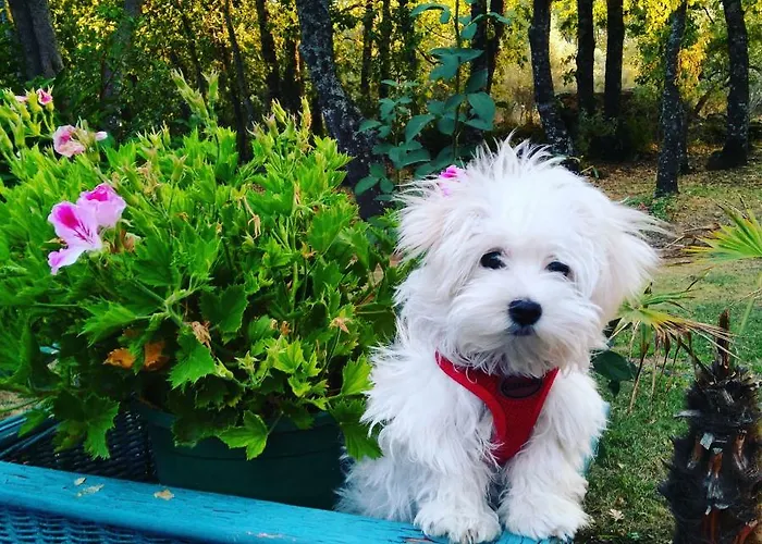 Rural Casa Alfayales-only Adults Poyales Del Hoyo